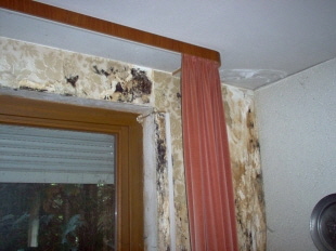 Rolf Hoffmann Bausachverst�ndiger Geb�udethermographie und Industrielle Thermographie in Tading Dithmarschen Lauenburg Nordfriesland Ostholstein Pinneberg Pl�n Rendsburg-Eckernf�rde Flensburg Segeberg Steinburg Stormarn  Kiel L�beck Neum�nster Norderstedt Elmshorn Pinneberg Itzehohe Wedel Ahrensberg Geesthacht Rendsburg Bad Oldeslohe Eckernf�rde Husum Quickborn  Sankt Peter Ording Bausachverst�ndiger ( BVFS ) - Sachverst�ndiger - Baubiologe - Schimmelgutachter mit eigenem Schimmellabor - Hausgutachter - Treppengutachter - Bauexperte - Baugutachter  Hauskaufberatung Bauqualit�ts�berwachung Baubegleitung GT� Bauexperte Schadstoffmessung in Arbeitsr�umen und Wohnr�umen mit Schimmellabor